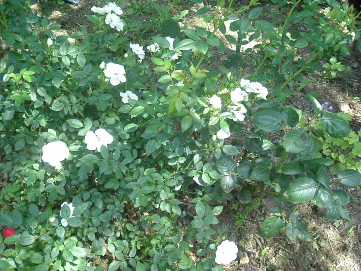 GIARDINO 2013 012
