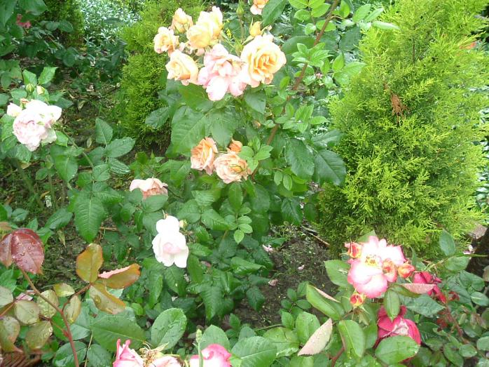 GIARDINO 2013 019