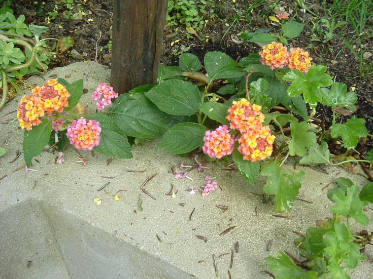 GIARDINO 2013 032