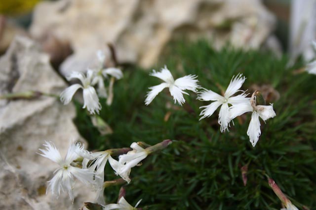 Giardino Roccioso Lilliput