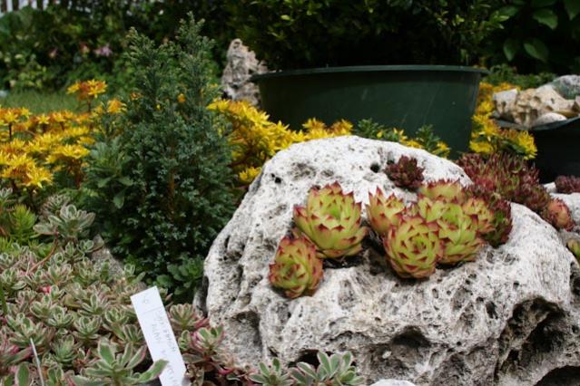 Giardino Roccioso Lilliput