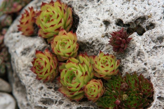 Giardino Roccioso Lilliput