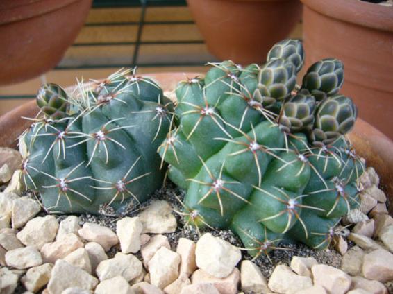 gimnocalycium.