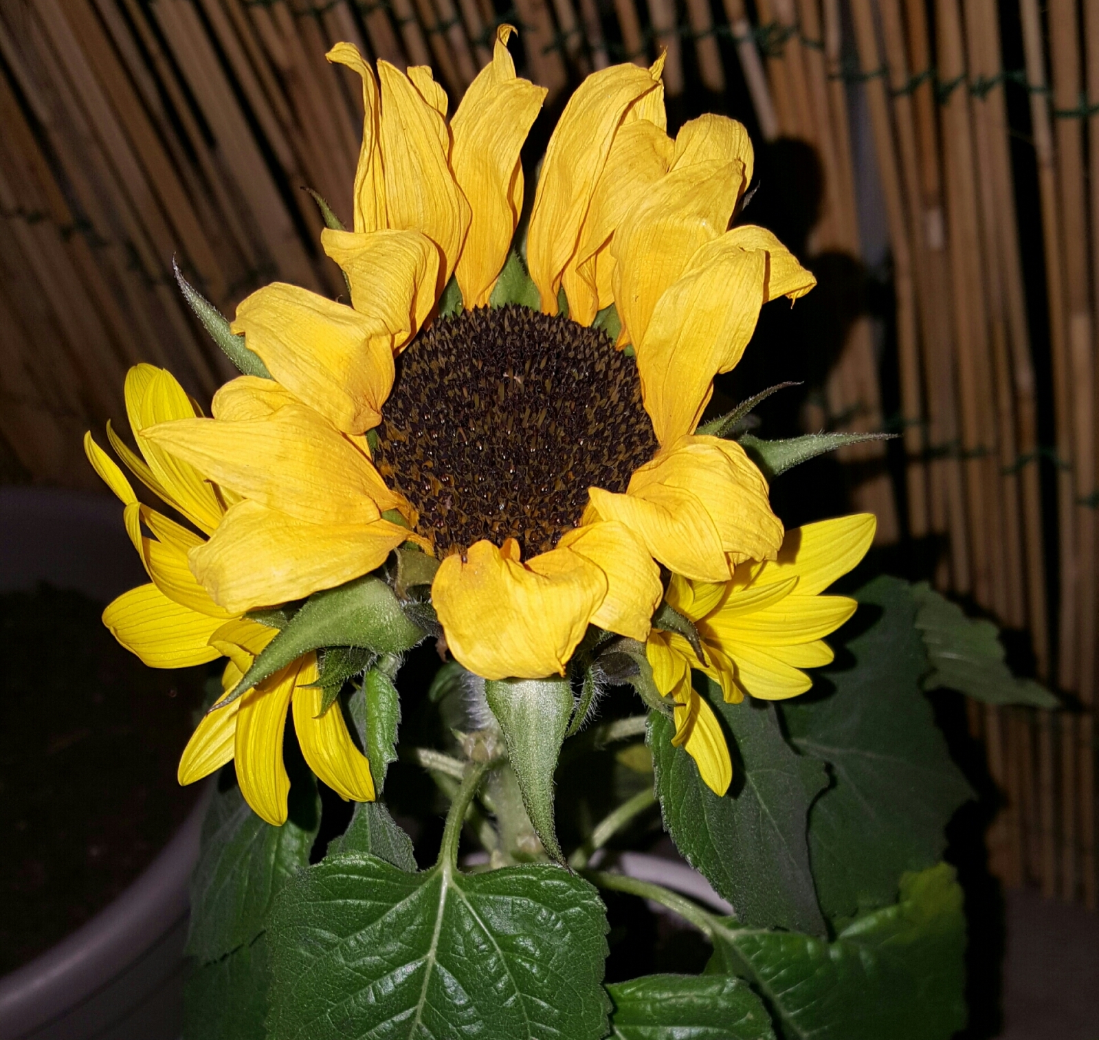 Girasole...help!!
