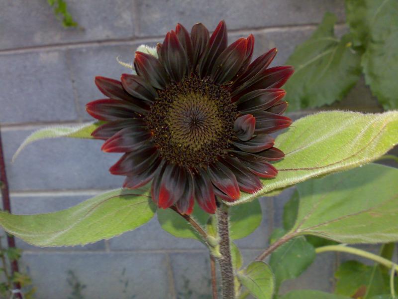girasole nero