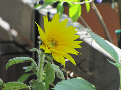 girasole