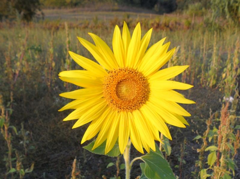 Girasole
