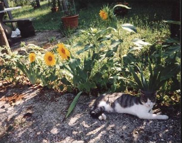 Girasoli  con Pelouche