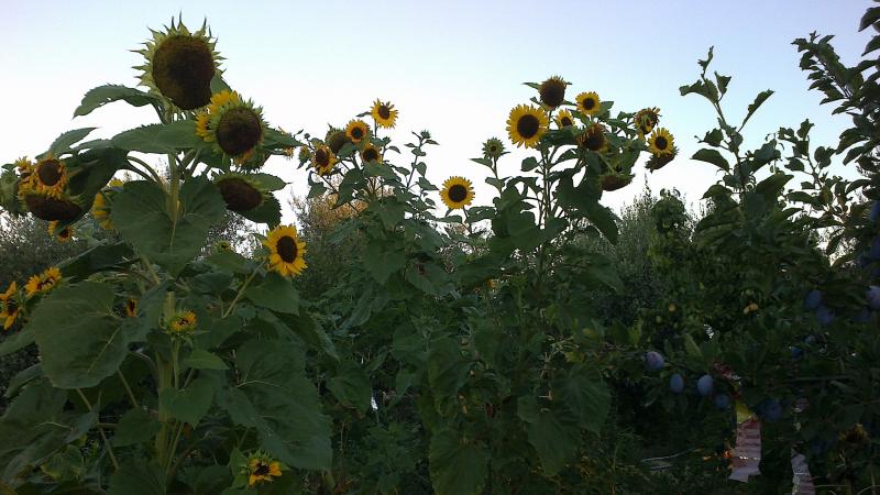 girasoli di 3 metri
