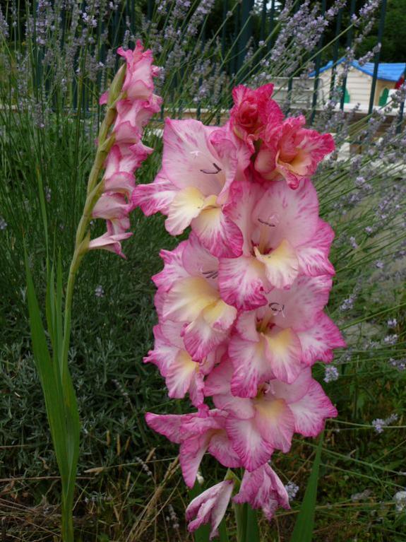 gladioli