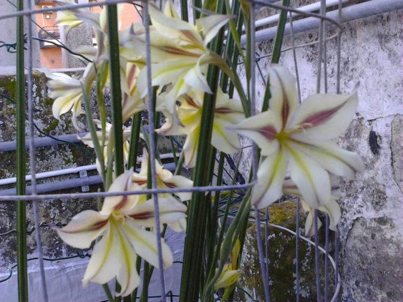 gladiolus tristis