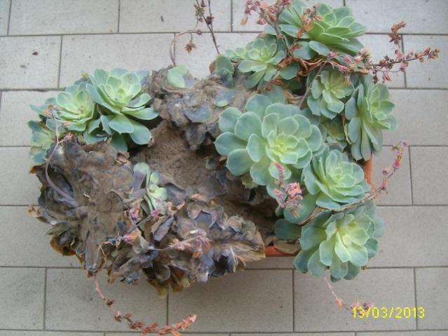 glauca1