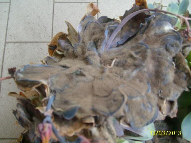 glauca2