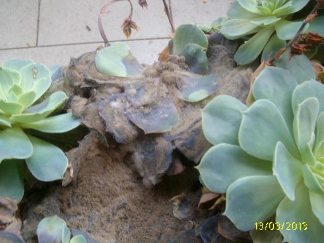 glauca3