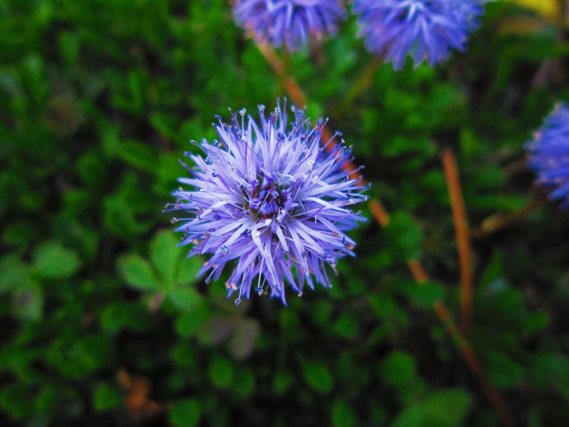 GLOBULARIA