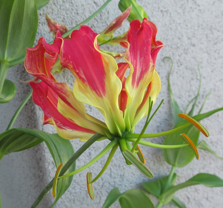 GLORIOSA ROTSCHILDIANA