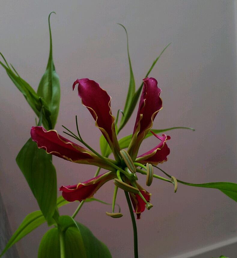 Gloriosa superba.