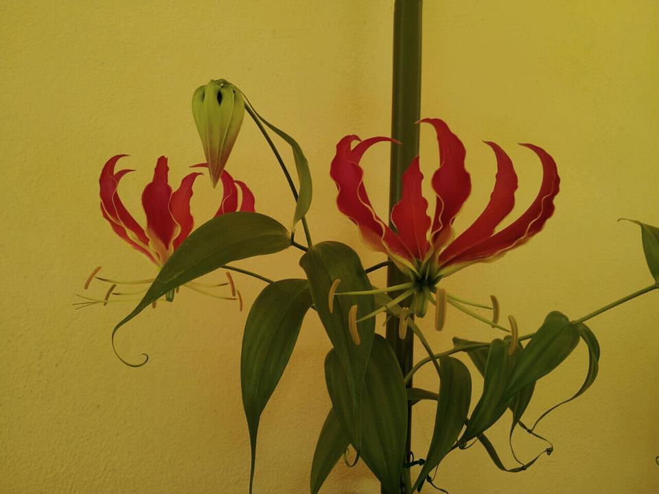Gloriosa!