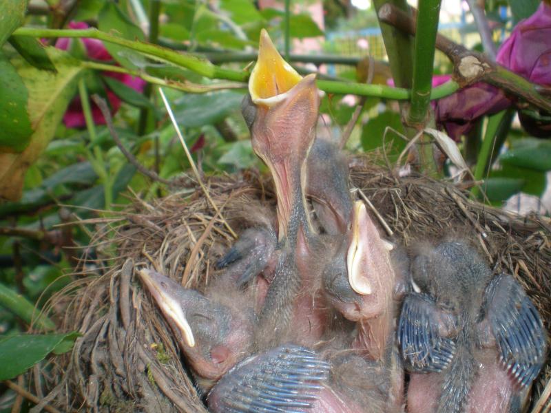 graditi ospiti in un intreccio di 2 rampicanti