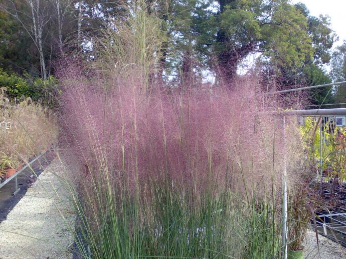 graminacee naturali