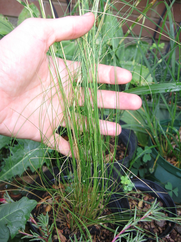 Graminacee Sonapipian 002
