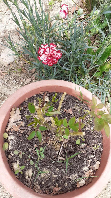 Grandiflora bianca