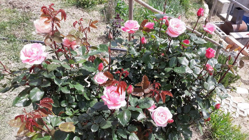 Grandiflora rosa profumata