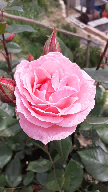 Grandiflora rosa profumata