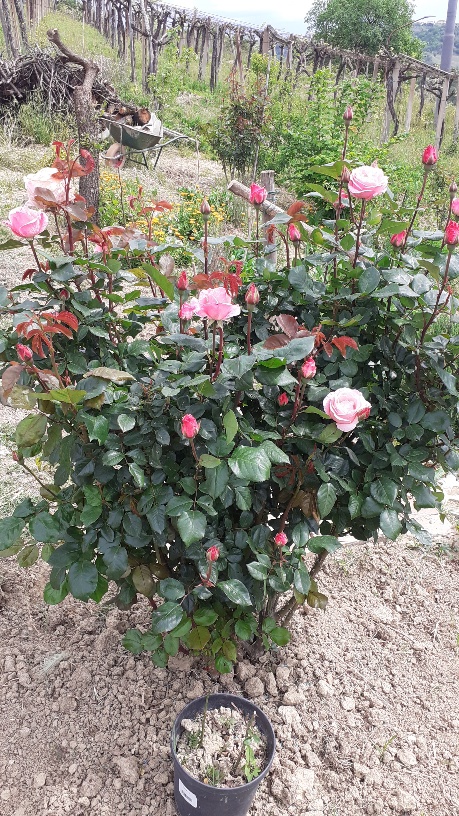 Grandiflora rosa profumata
