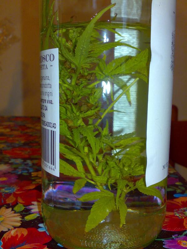 grappa canapona