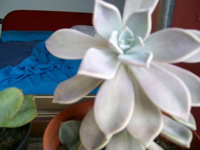 graptopetalum par.