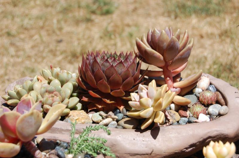 Graptopetalum Paraguayense+varie