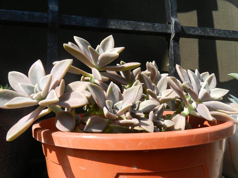 Graptopetalum paraguayense