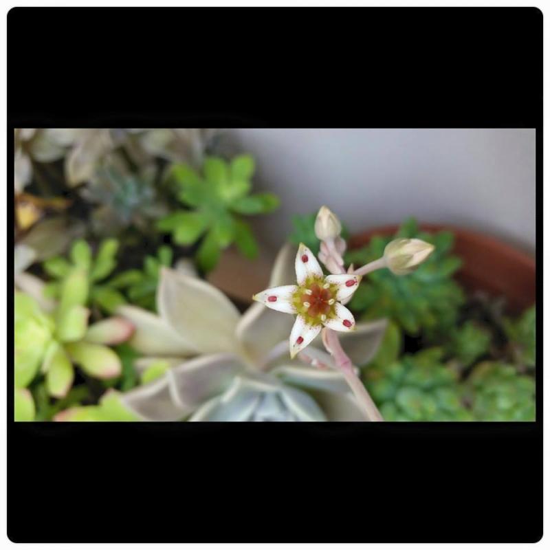 Graptopetalum paraguayense