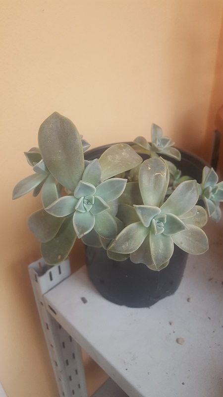 Graptopetalum Paraguayense