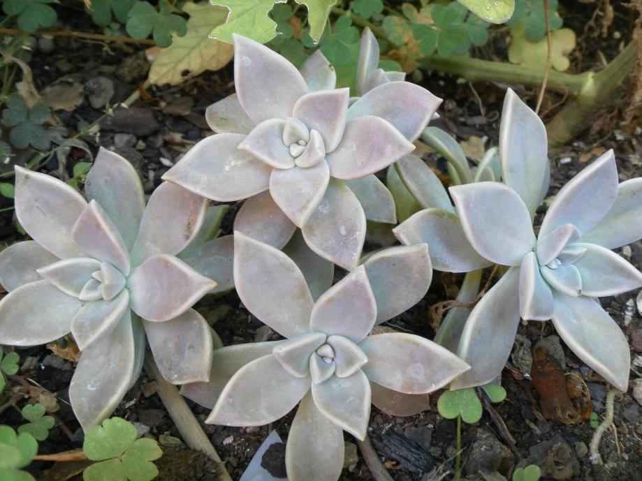 Graptopetalum paraguayense