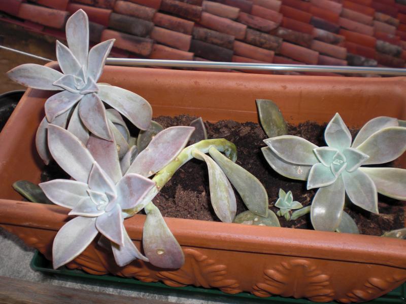 Graptopetalum paraguayensis