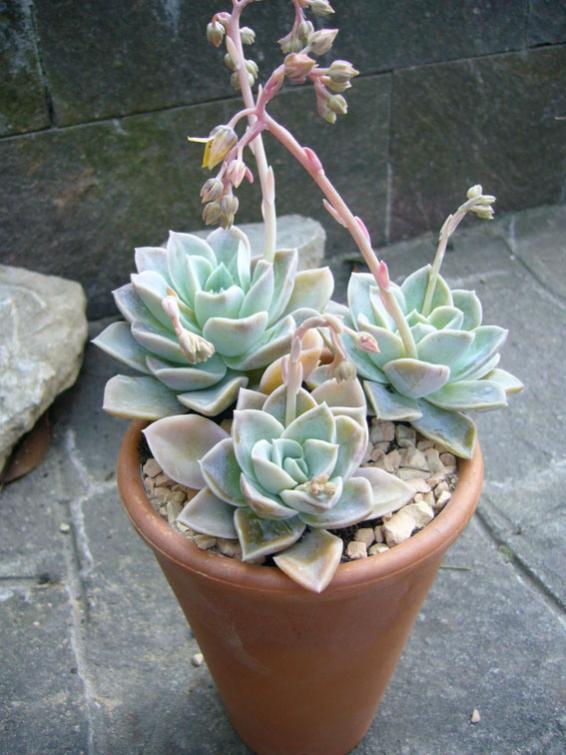 graptopetalum.