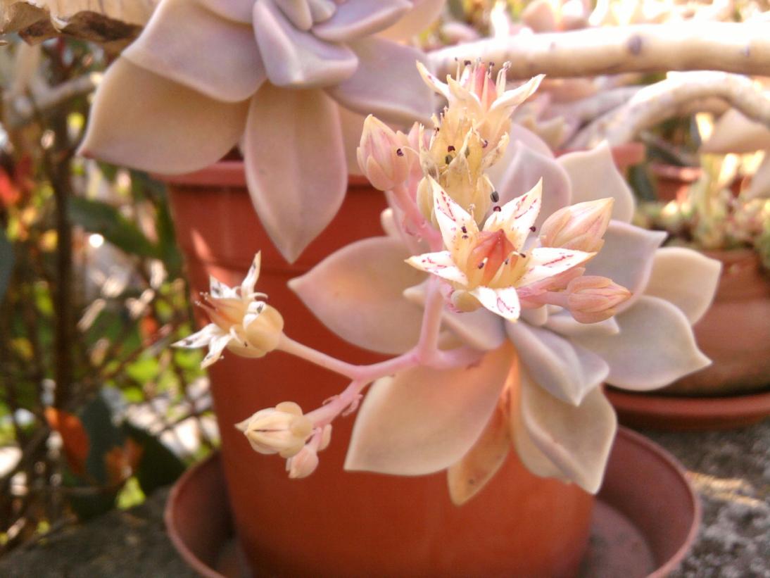 GRAPTOPETALUM.