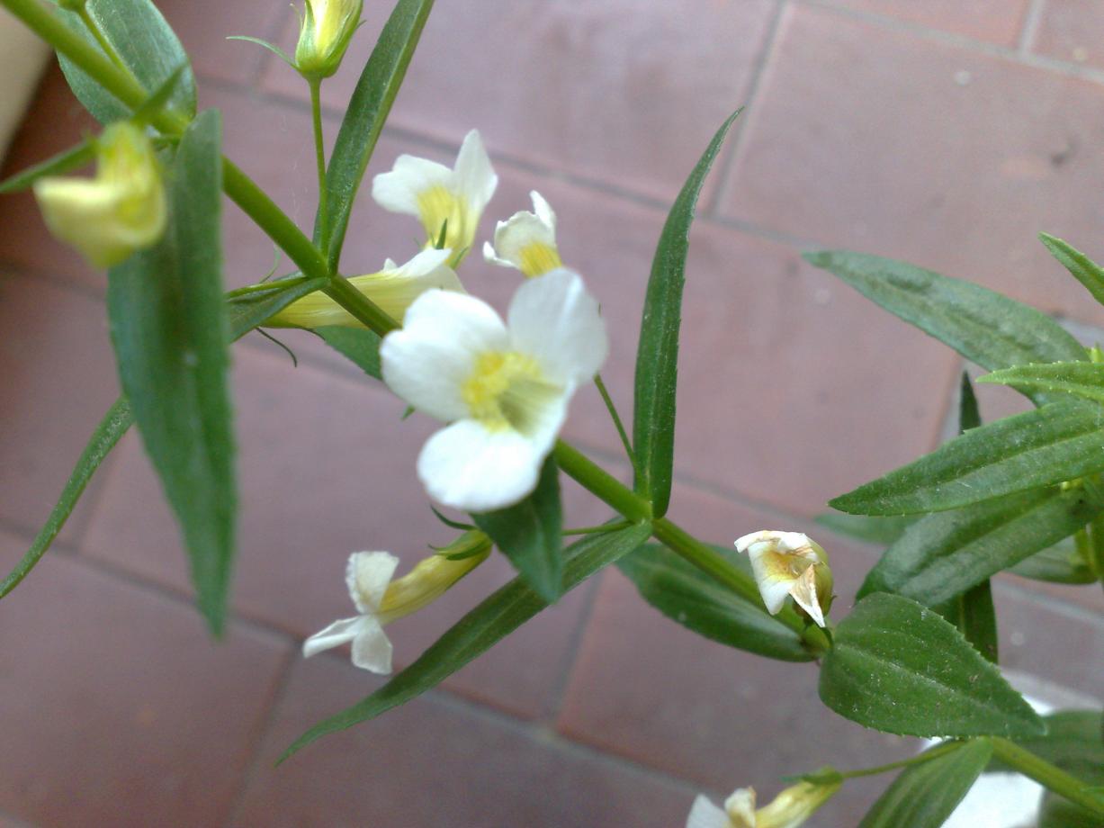 Gratiola Officinalis