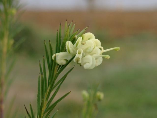 Grevillea gracilis 'Alba'