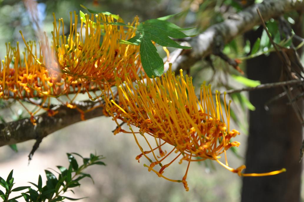 Grevillea robusta