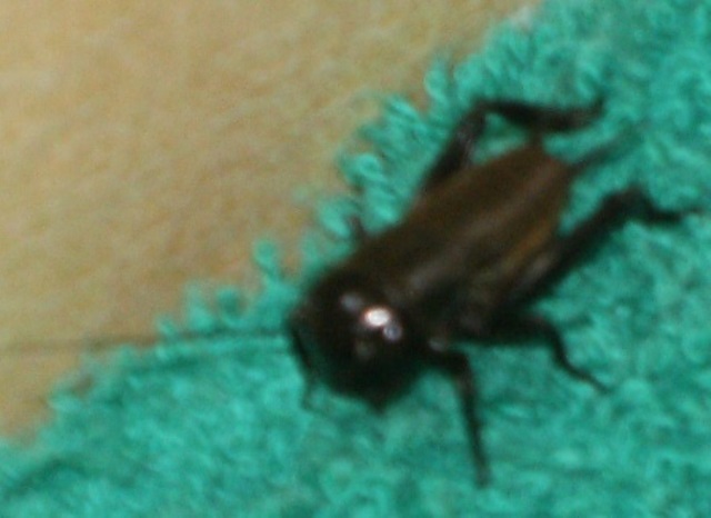 Gryllus campestris