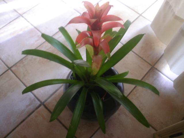 Guzmania