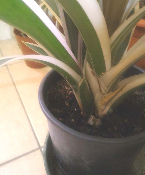 Guzmania2