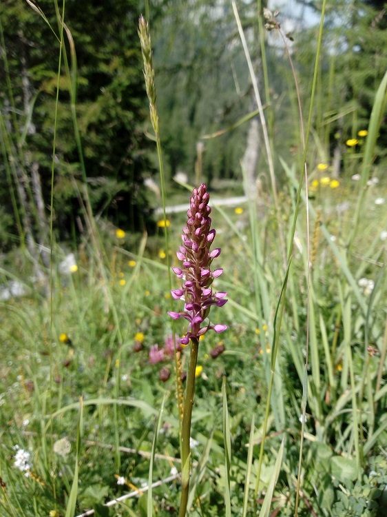 Gymnademia odoratatissima.jpg