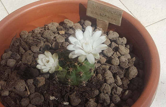 Gymnocalycium Anisitsii