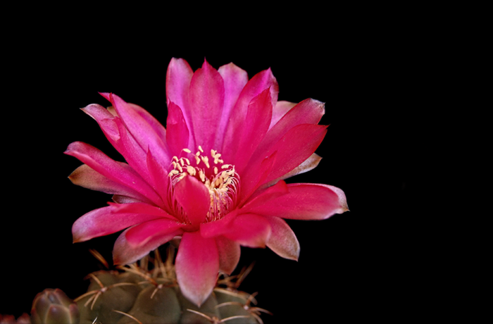 Gymnocalycium Baldanium