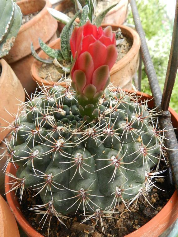 Gymnocalycium baldianum