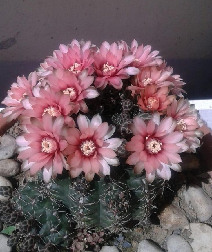 gymnocalycium baldianum2